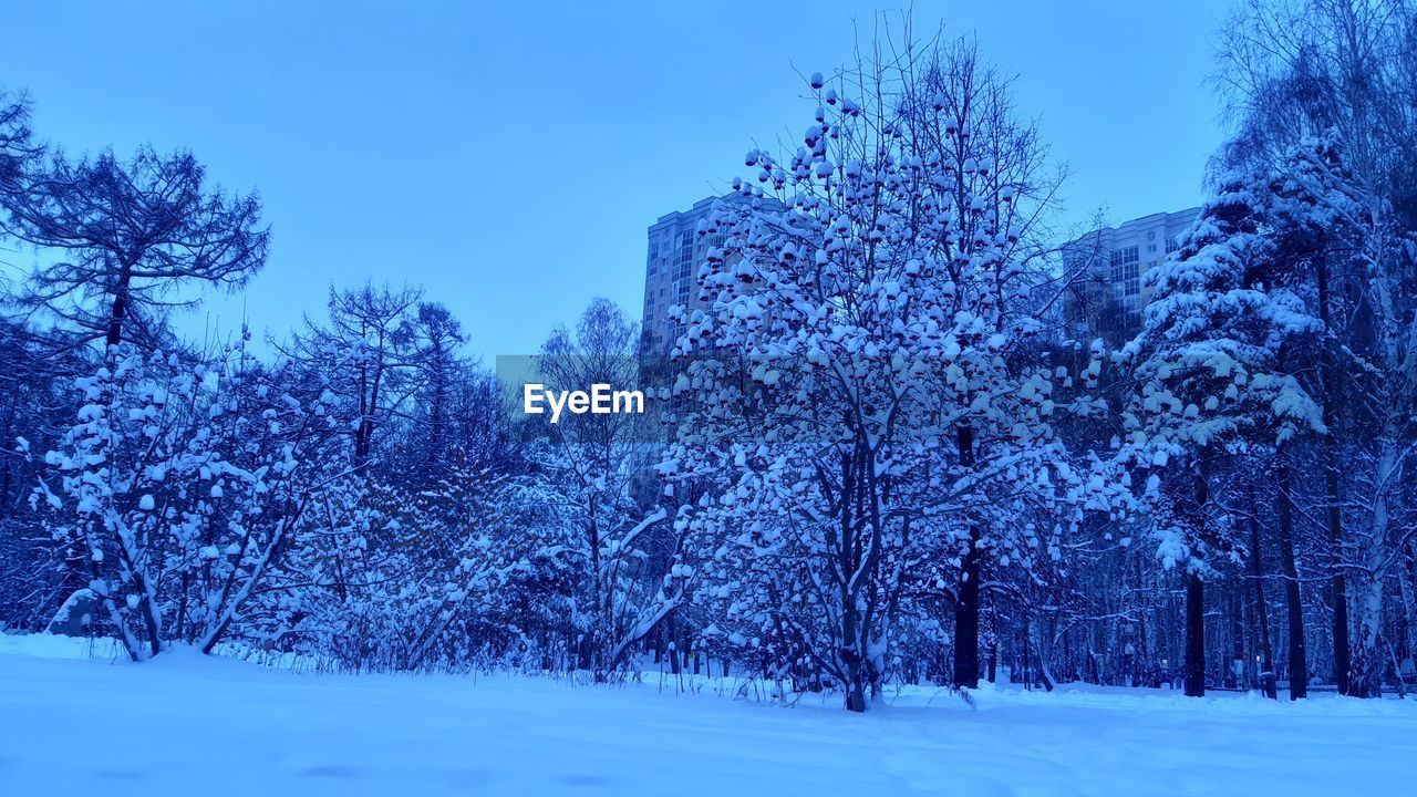 Trees on snow covered field against sky