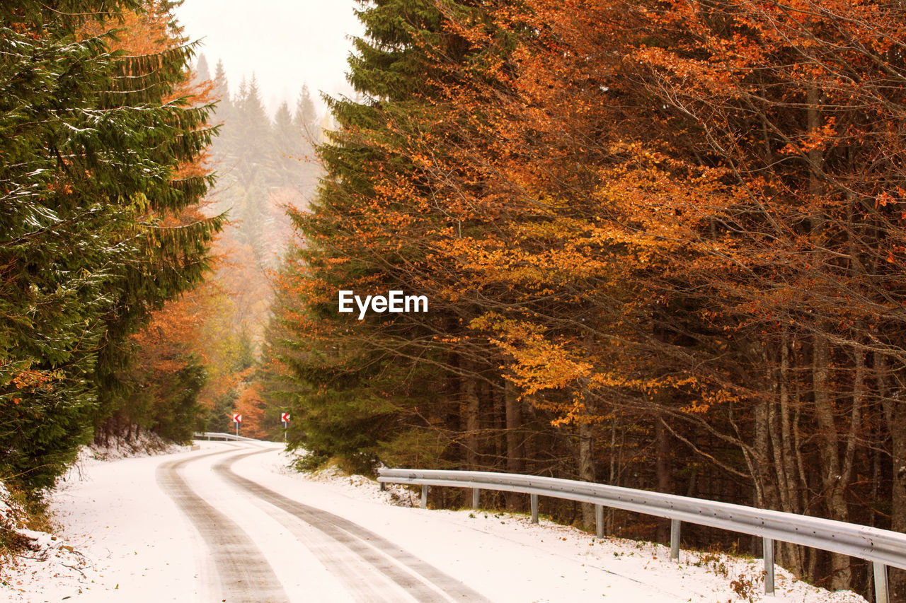 Snow covered road amidst trees during winter