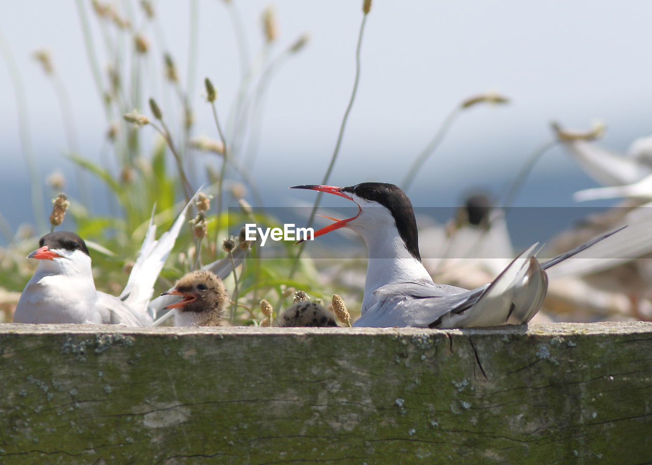 BIRDS PERCHING ON A PLANT