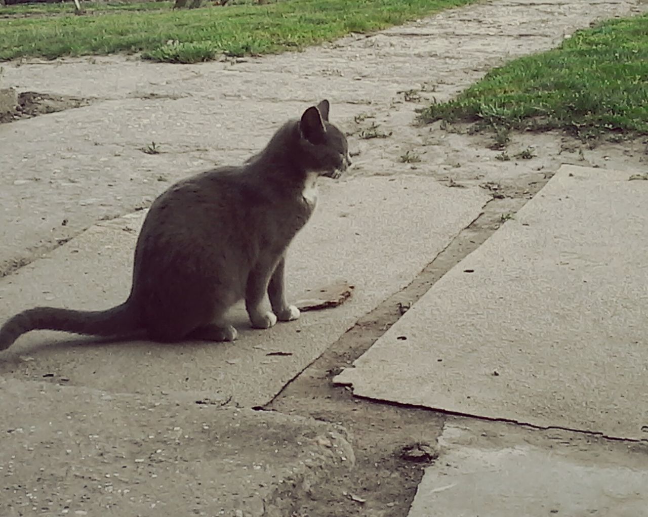 CAT SITTING ON GROUND