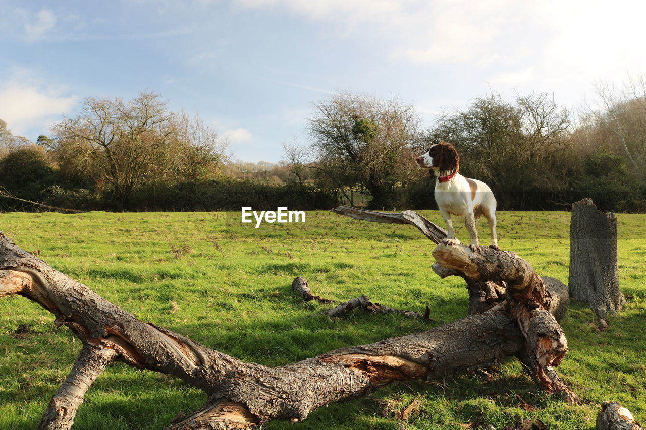 VIEW OF A BIRD ON FIELD