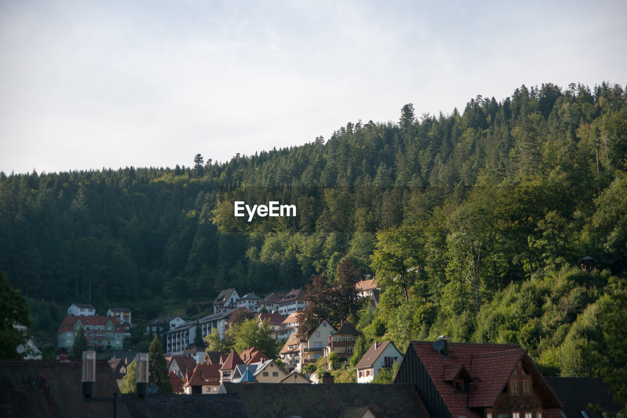 HIGH ANGLE VIEW OF TREES AND PLANTS AGAINST SKY