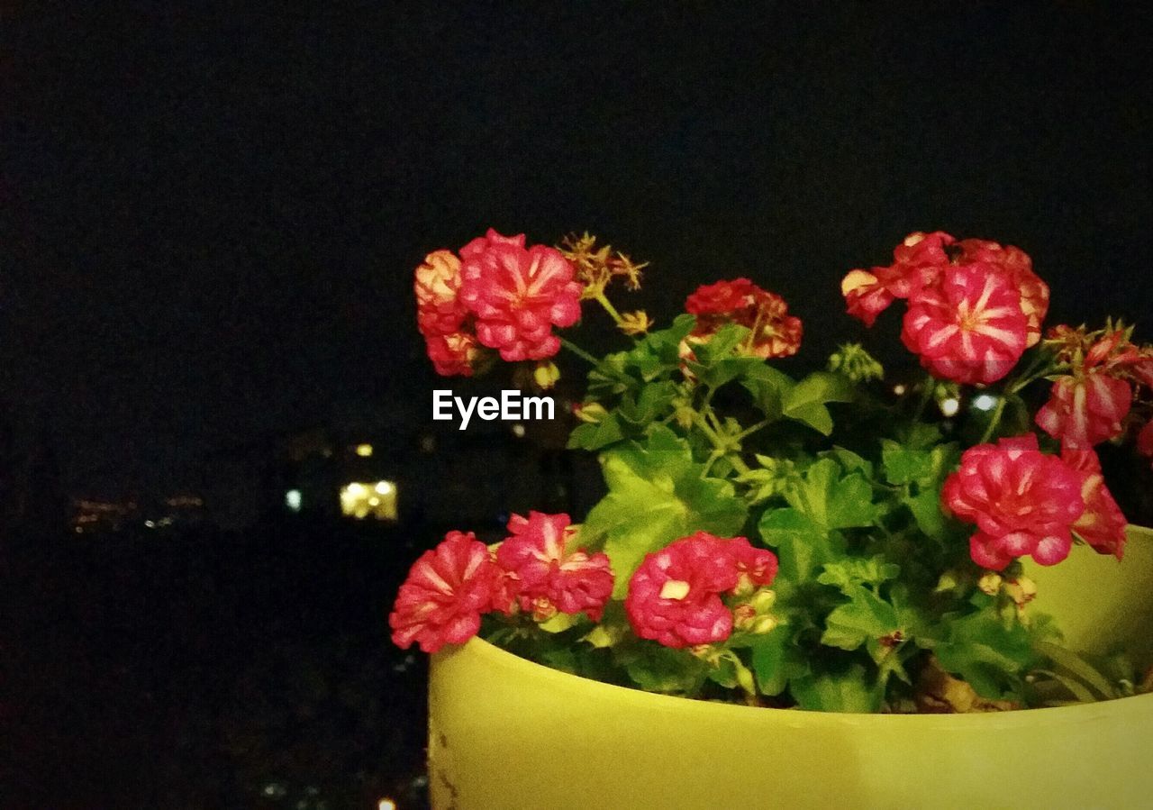 CLOSE-UP OF FLOWERS AGAINST THE SKY