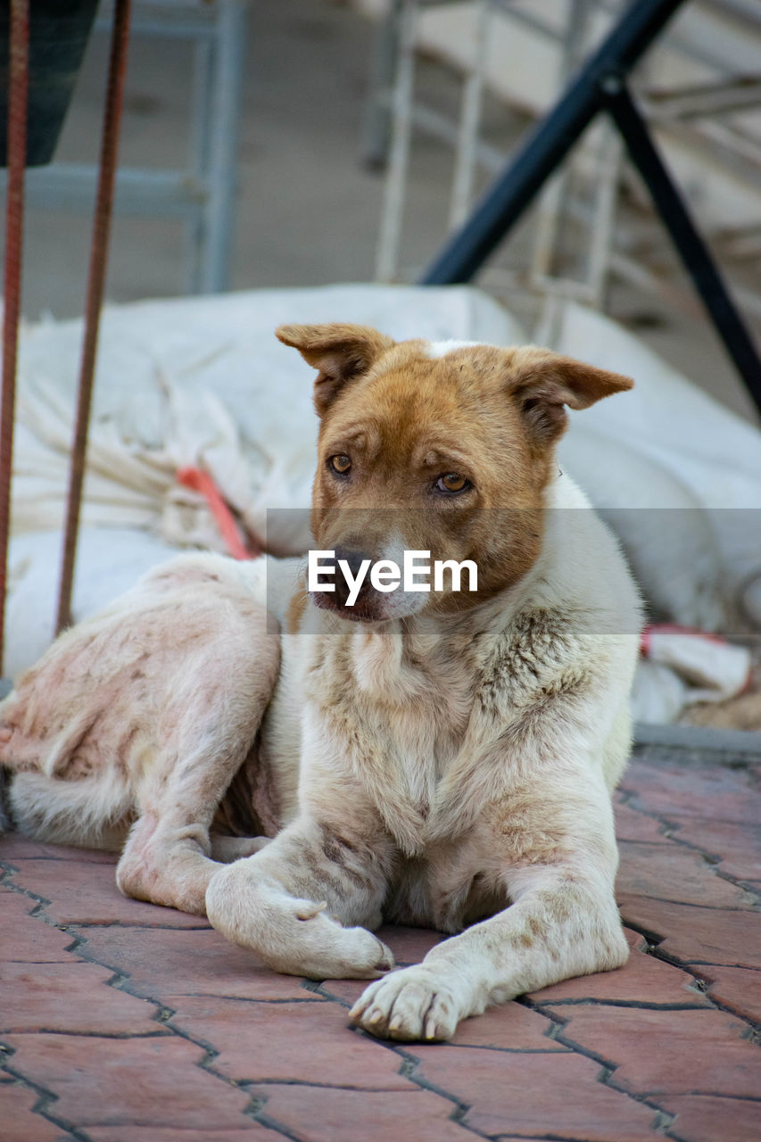 PORTRAIT OF DOG SITTING ON FLOOR AT FLOORING