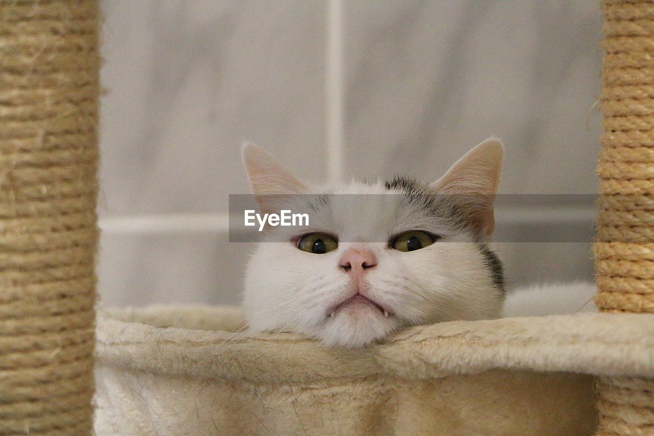 CLOSE-UP PORTRAIT OF CAT WITH EYES