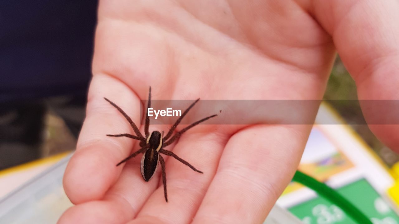 CLOSE-UP OF INSECT ON HAND