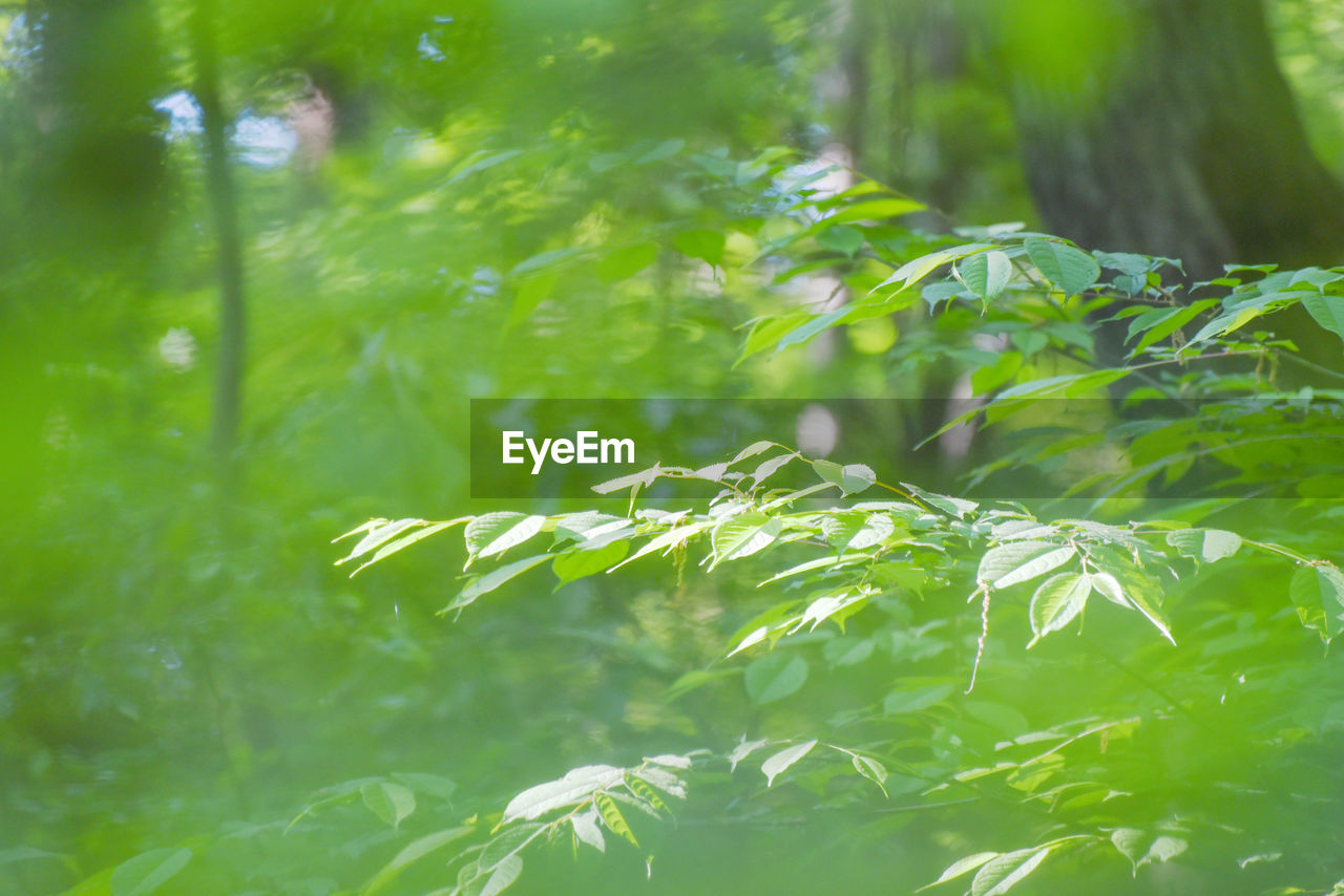 CLOSE-UP OF FRESH GREEN PLANTS IN SUNLIGHT