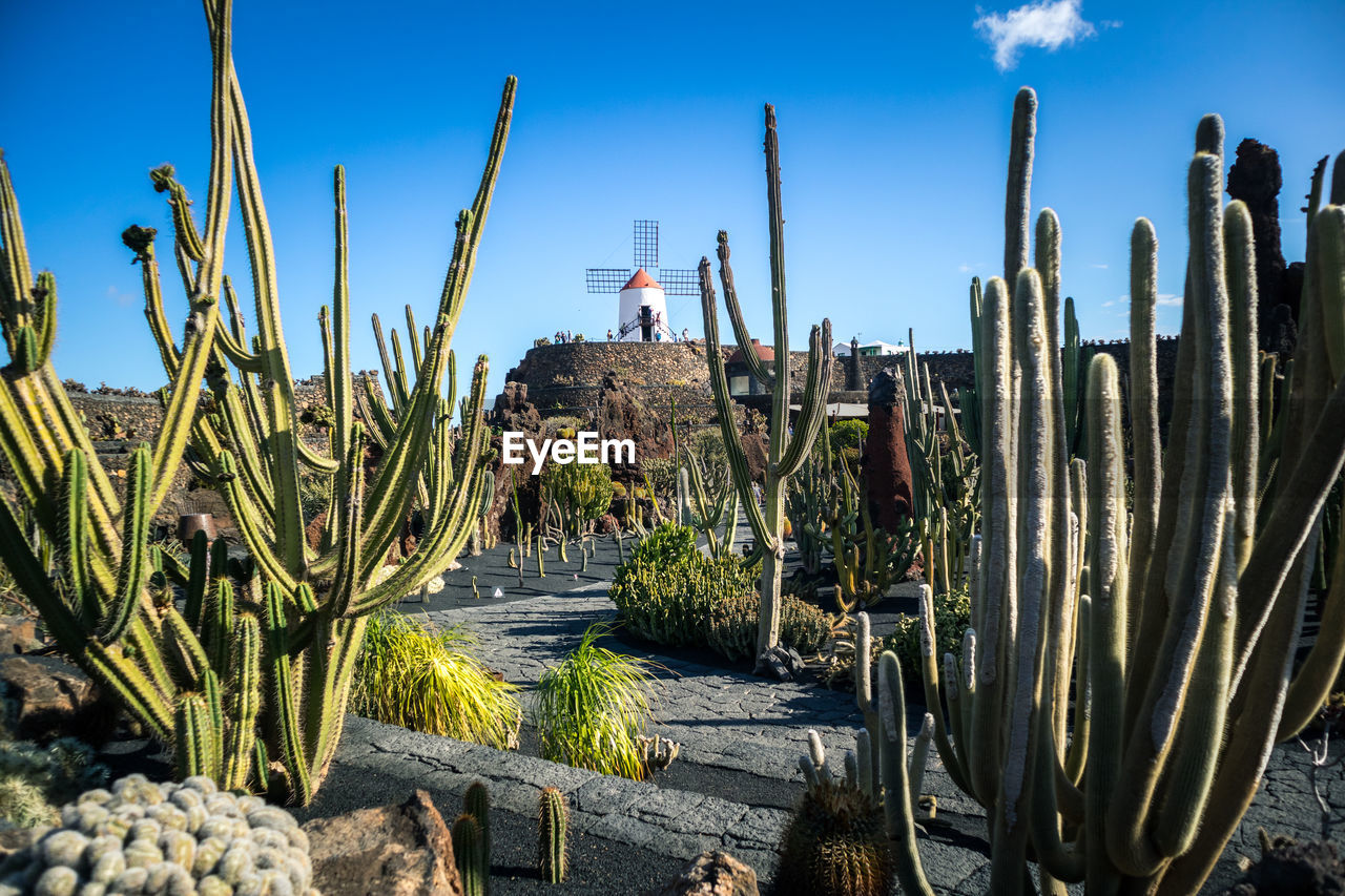 high angle view of cactus