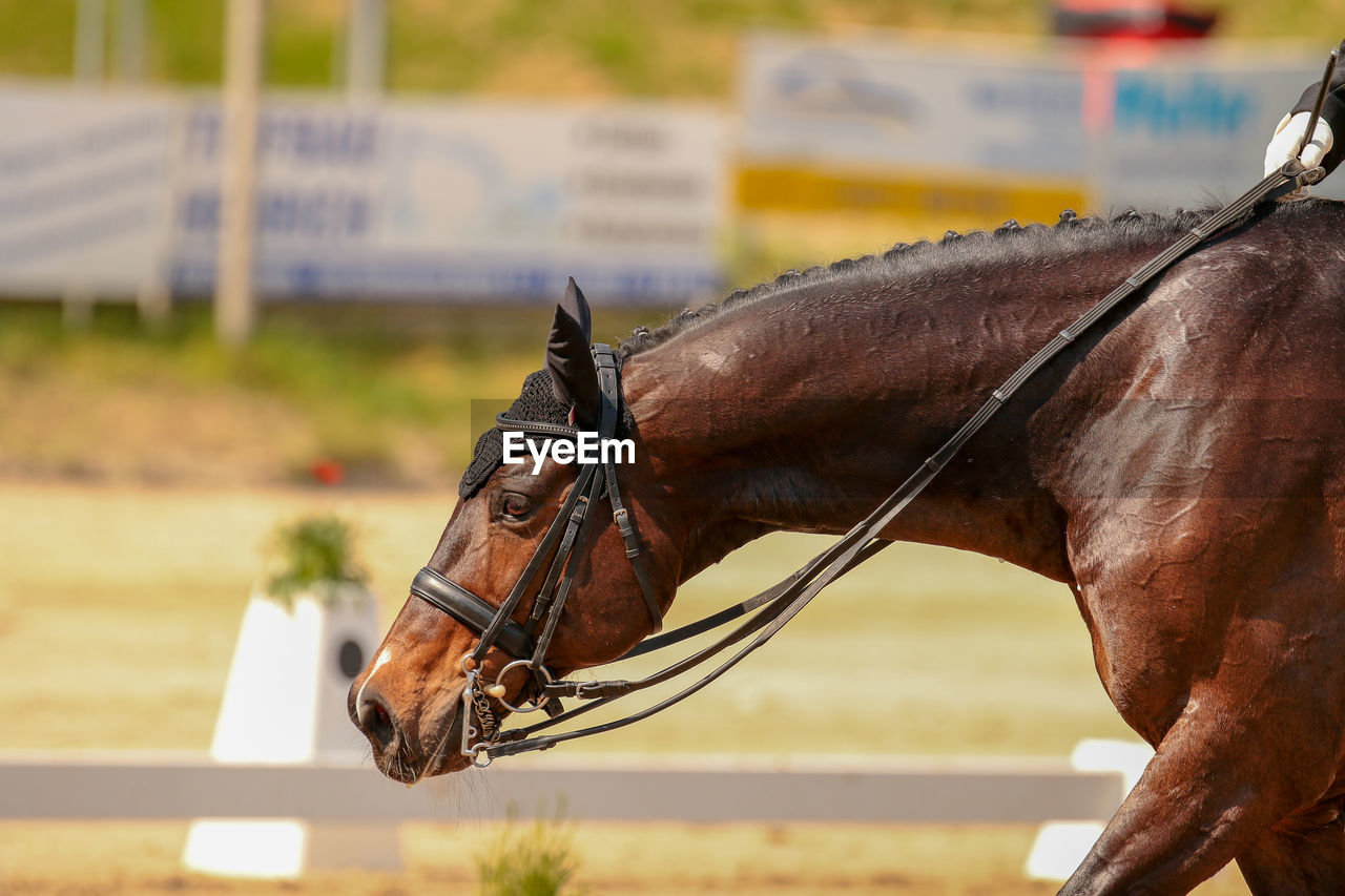 CLOSE-UP OF HORSE STANDING ON GROUND