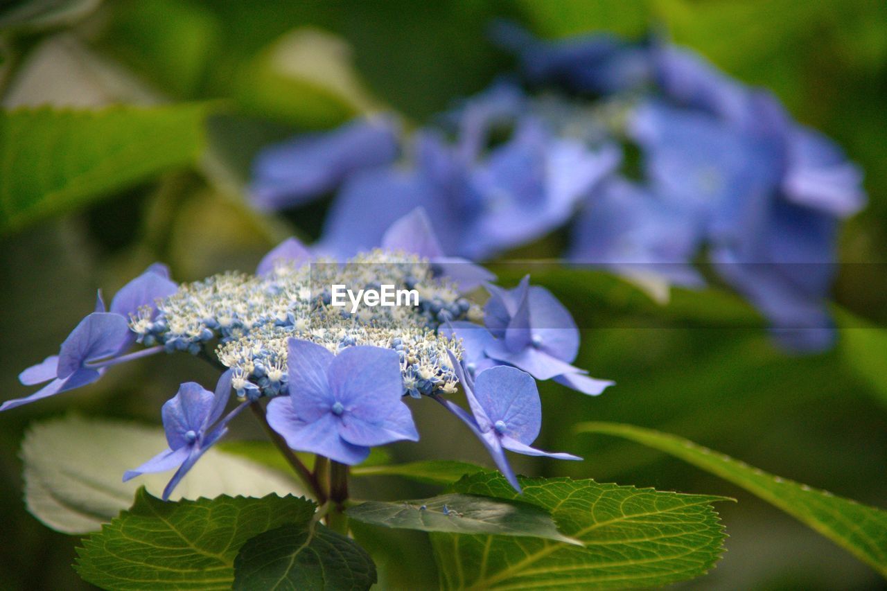 Blue hydrangea flowers