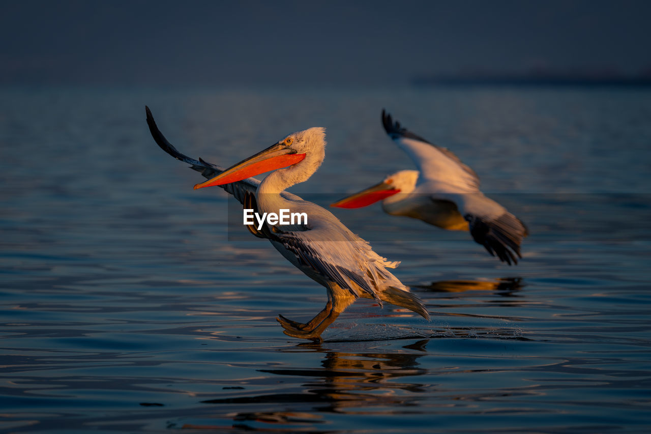 close-up of pelican flying over lake