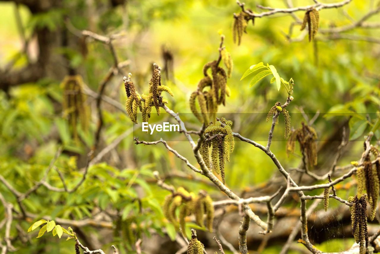 Close-up of plant growing in forest