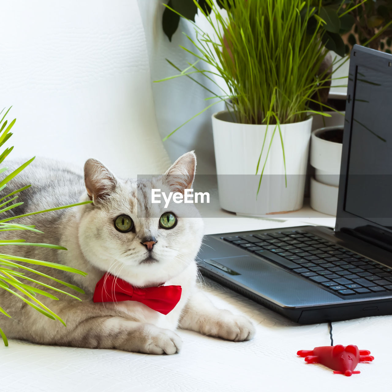 CLOSE-UP PORTRAIT OF CAT SITTING ON TABLE IN RESTAURANT