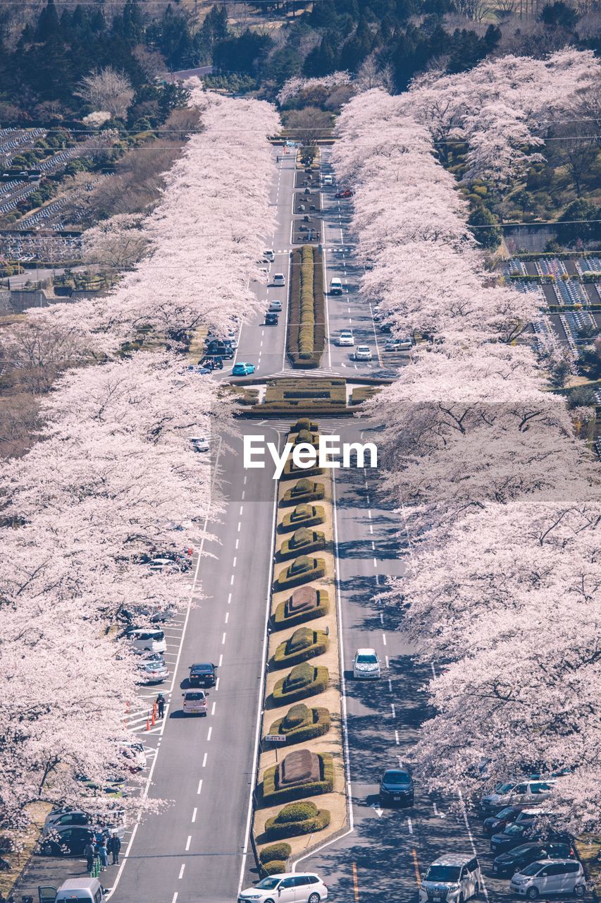 High angle view of road and trees in city