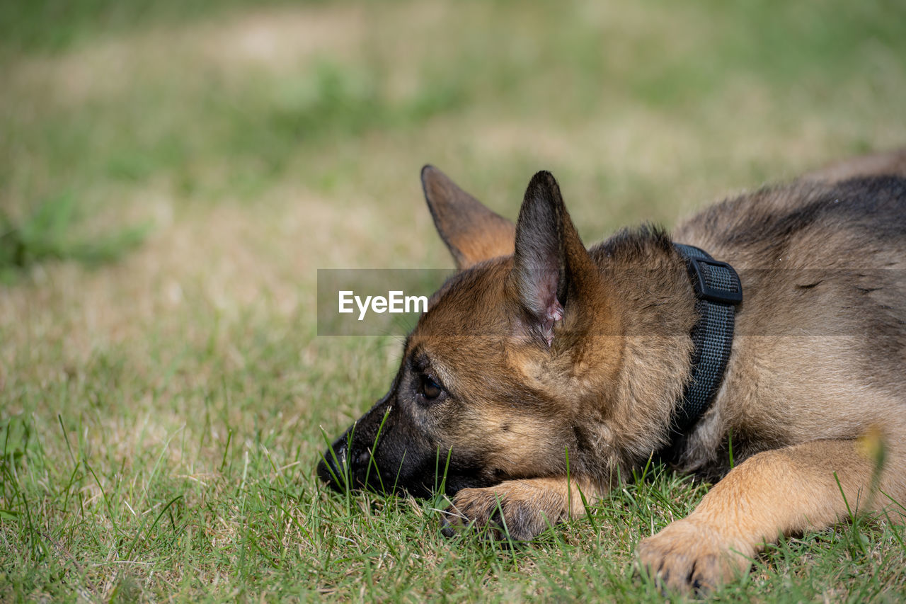 VIEW OF A DOG ON FIELD