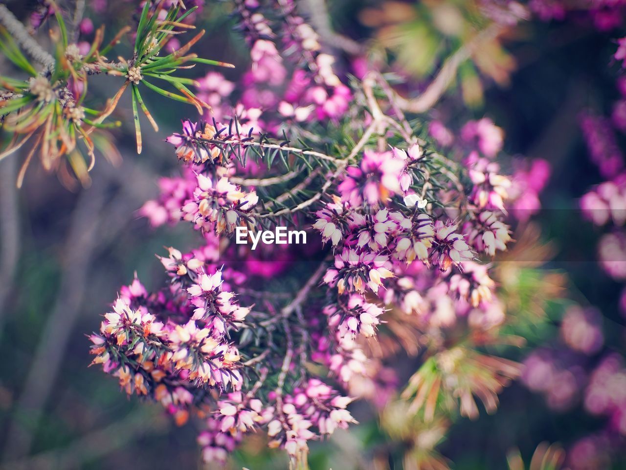 plant, nature, flower, flowering plant, beauty in nature, blossom, macro photography, purple, tree, freshness, pink, close-up, growth, branch, no people, lilac, wildflower, outdoors, plant part, leaf, selective focus, food, food and drink, botany, pinaceae, fragility, environment, coniferous tree, shrub, focus on foreground, multi colored, springtime, day, animal wildlife, sunlight, summer, social issues, tranquility, flower head, magenta, land