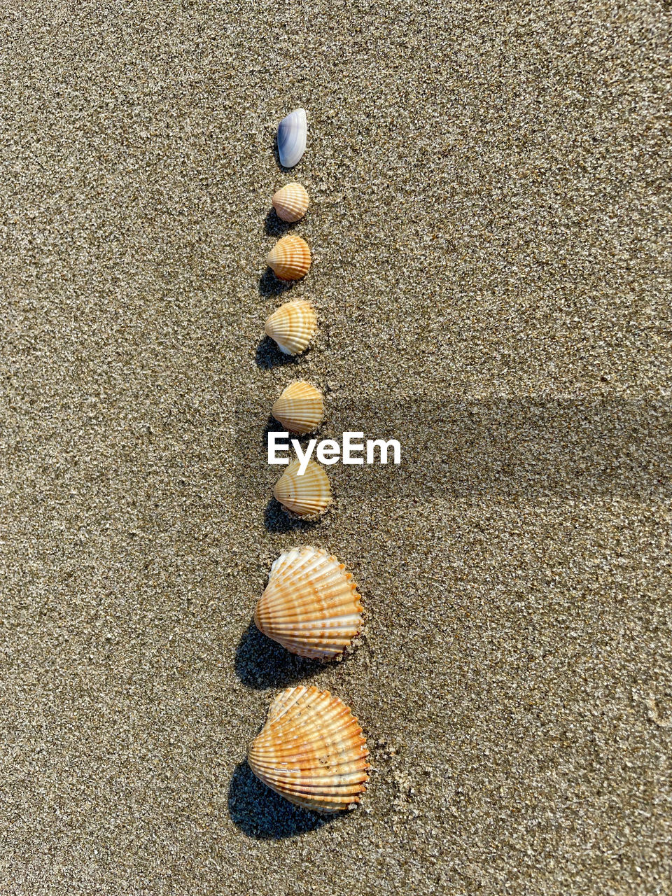 HIGH ANGLE VIEW OF SHELLS ON BEACH