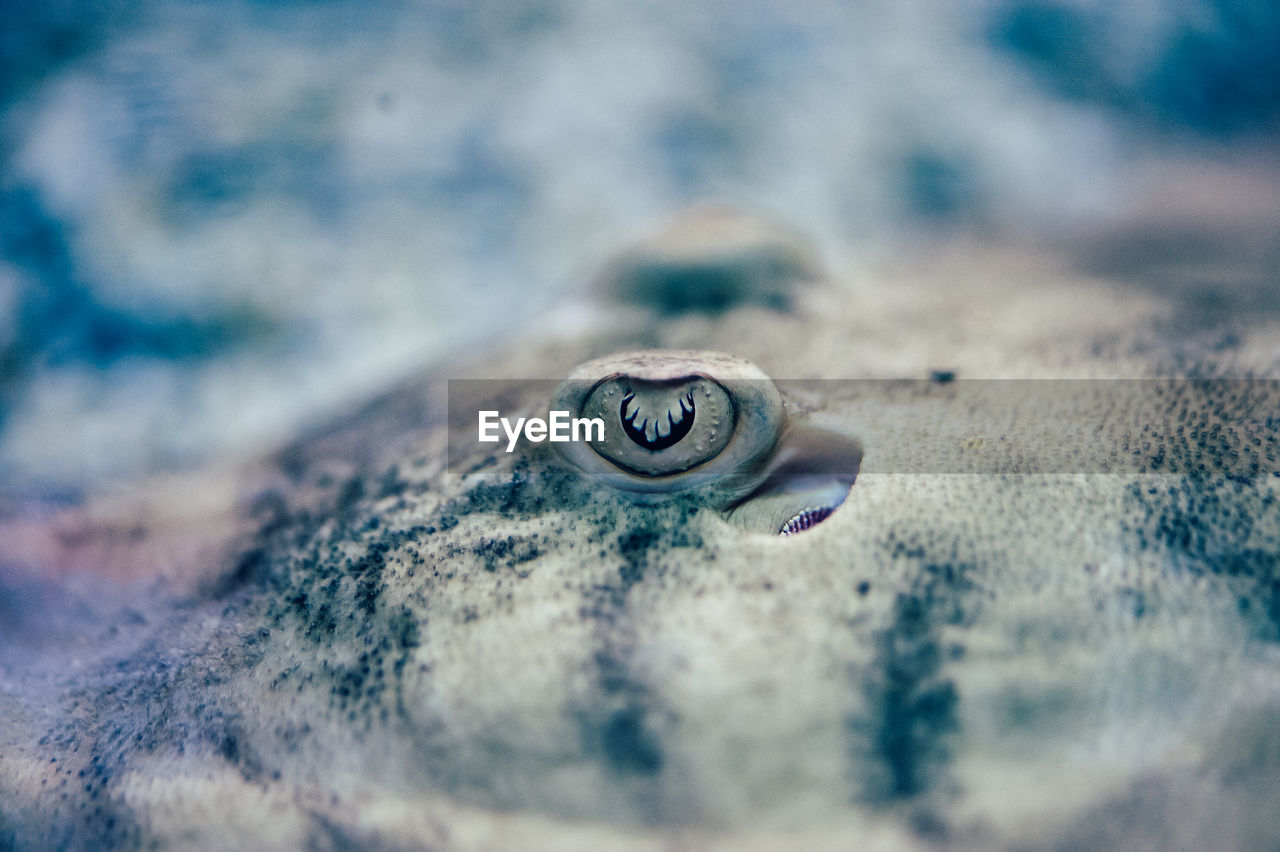 Close-up of fish in tank at aquarium