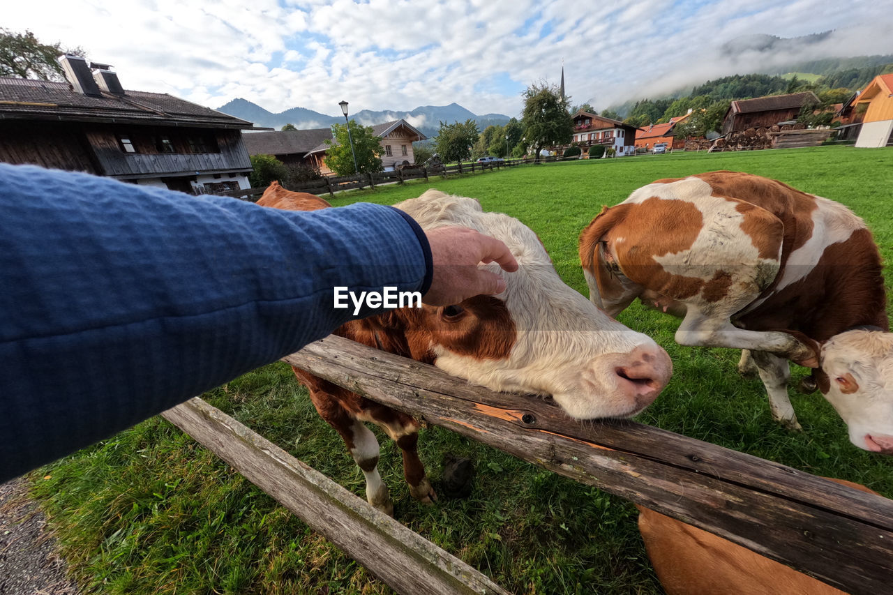 Human hand stroking brown cow in front of bavarian village