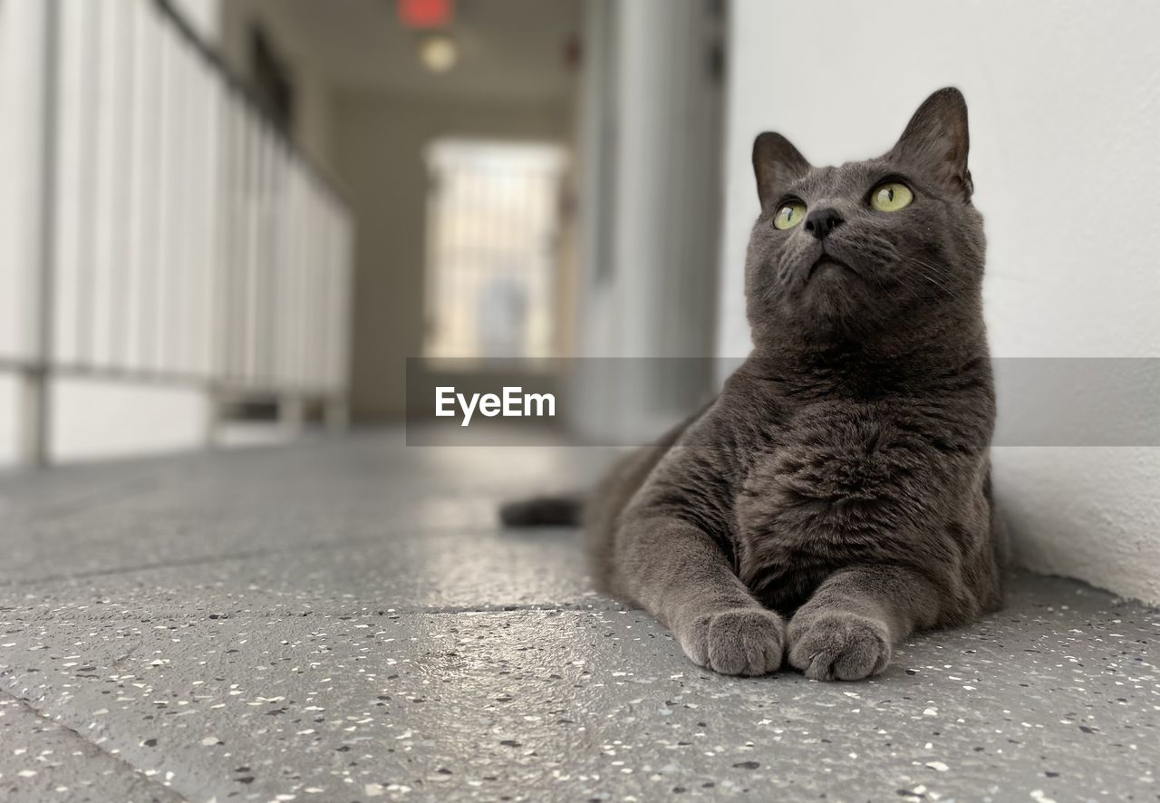 Portrait of cat sitting on floor