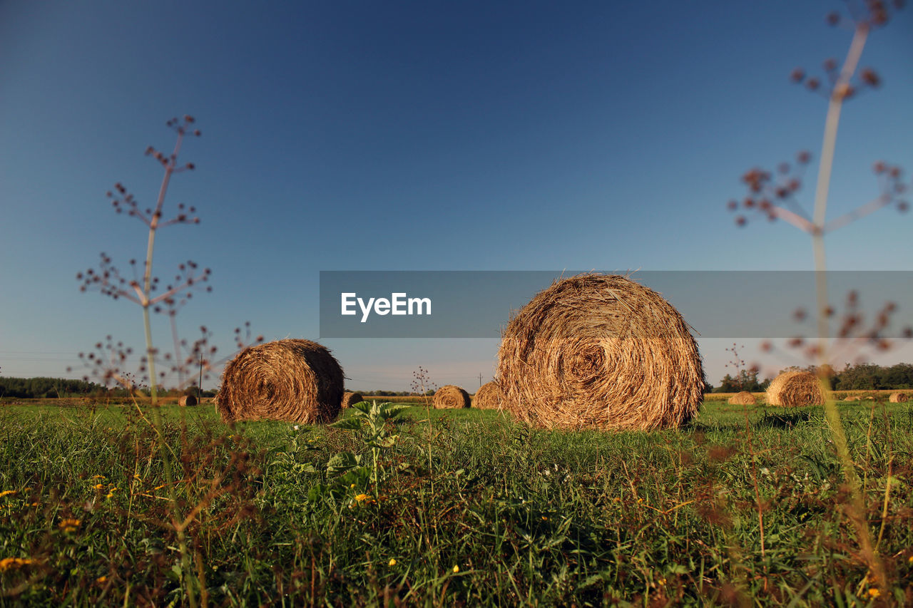 Hay bales on field against blue sky