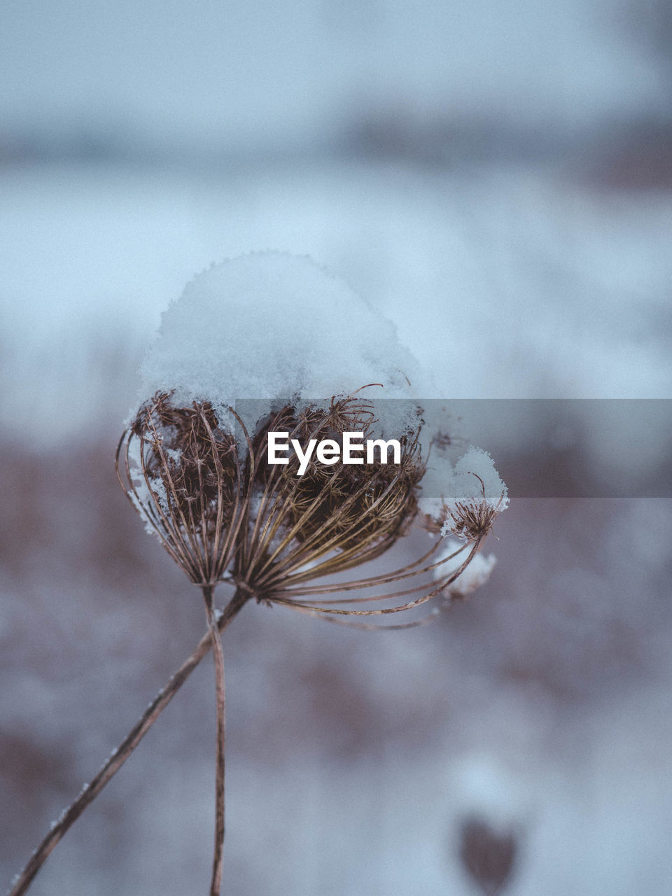 Close-up of snow covered dry plant