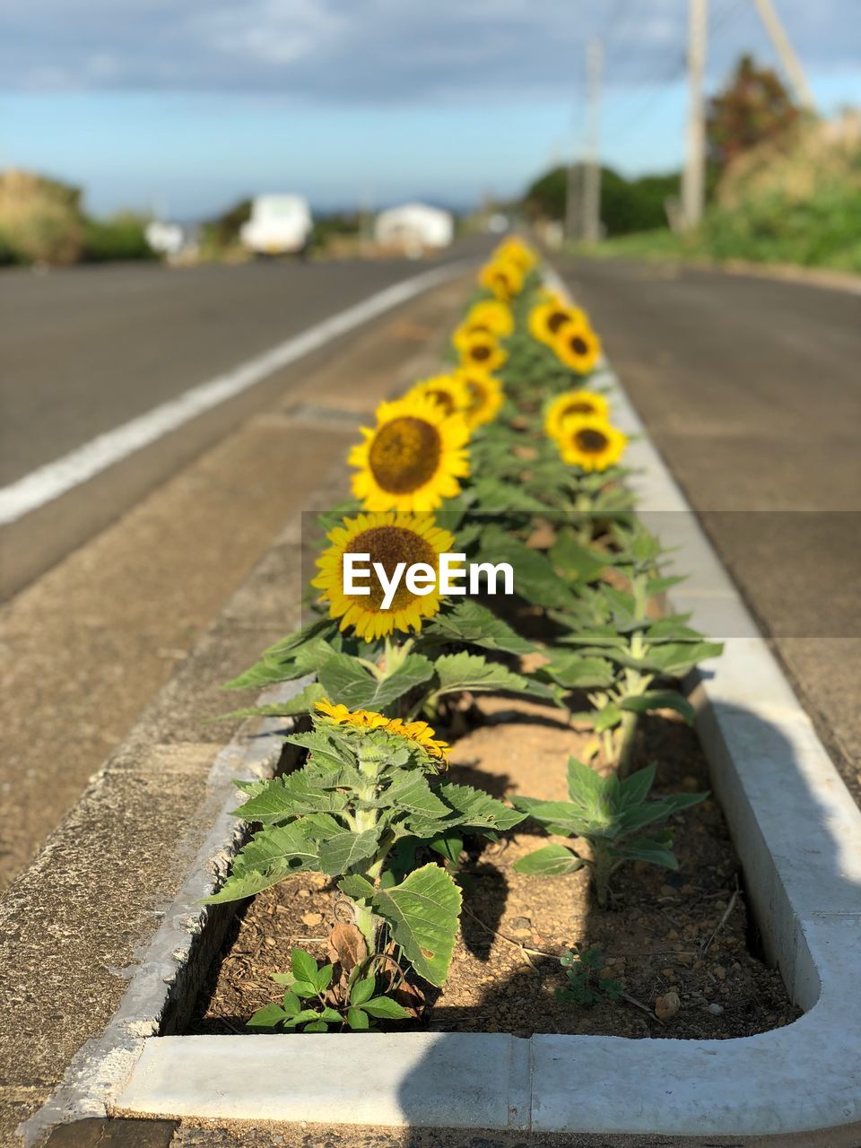 Close-up of yellow flower on road