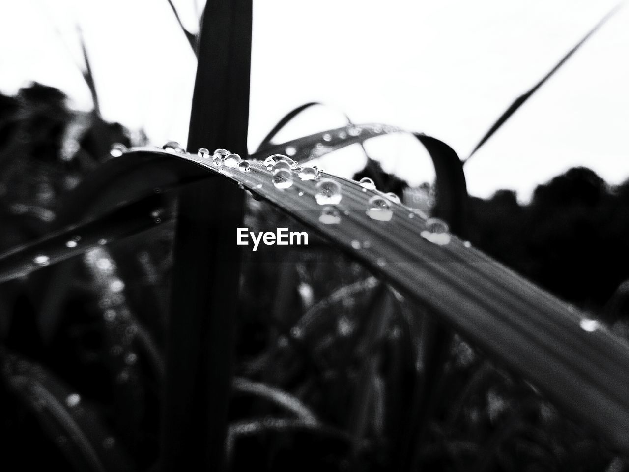 CLOSE-UP OF WATER DROPS ON LEAVES