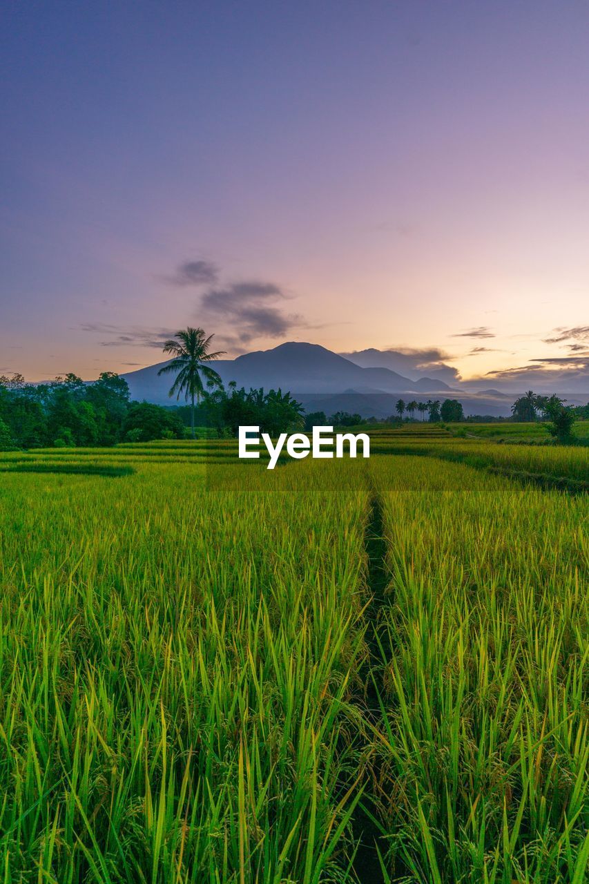 Scenic view of field against sky during sunset