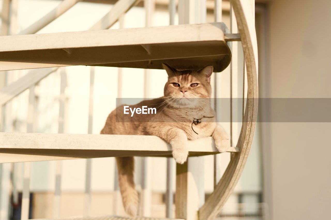 CAT SITTING ON RAILING AGAINST WHITE BACKGROUND