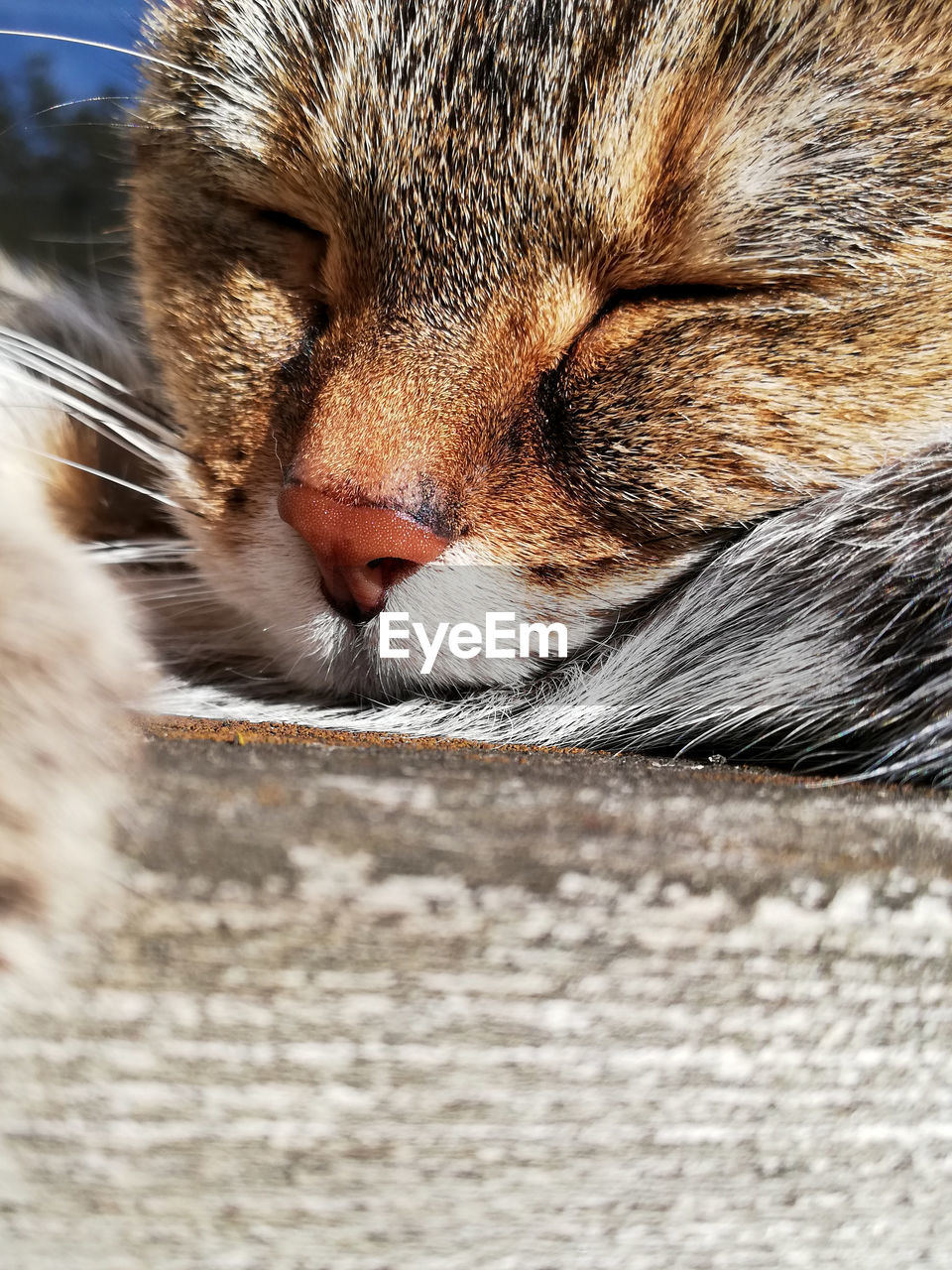 Close-up of cat with eyes closed