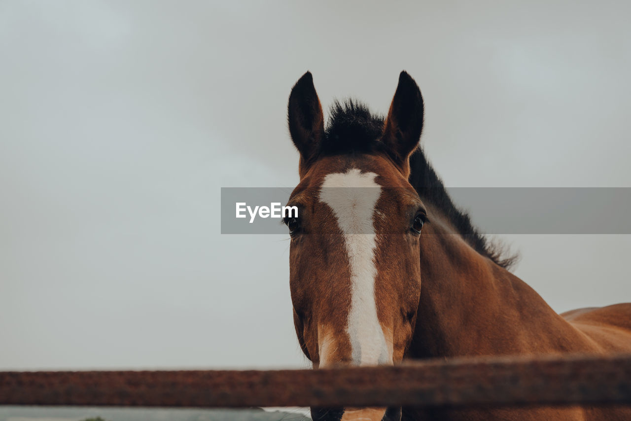 Close up of a horse looking at the camera, over the fence in cotswolds, uk.