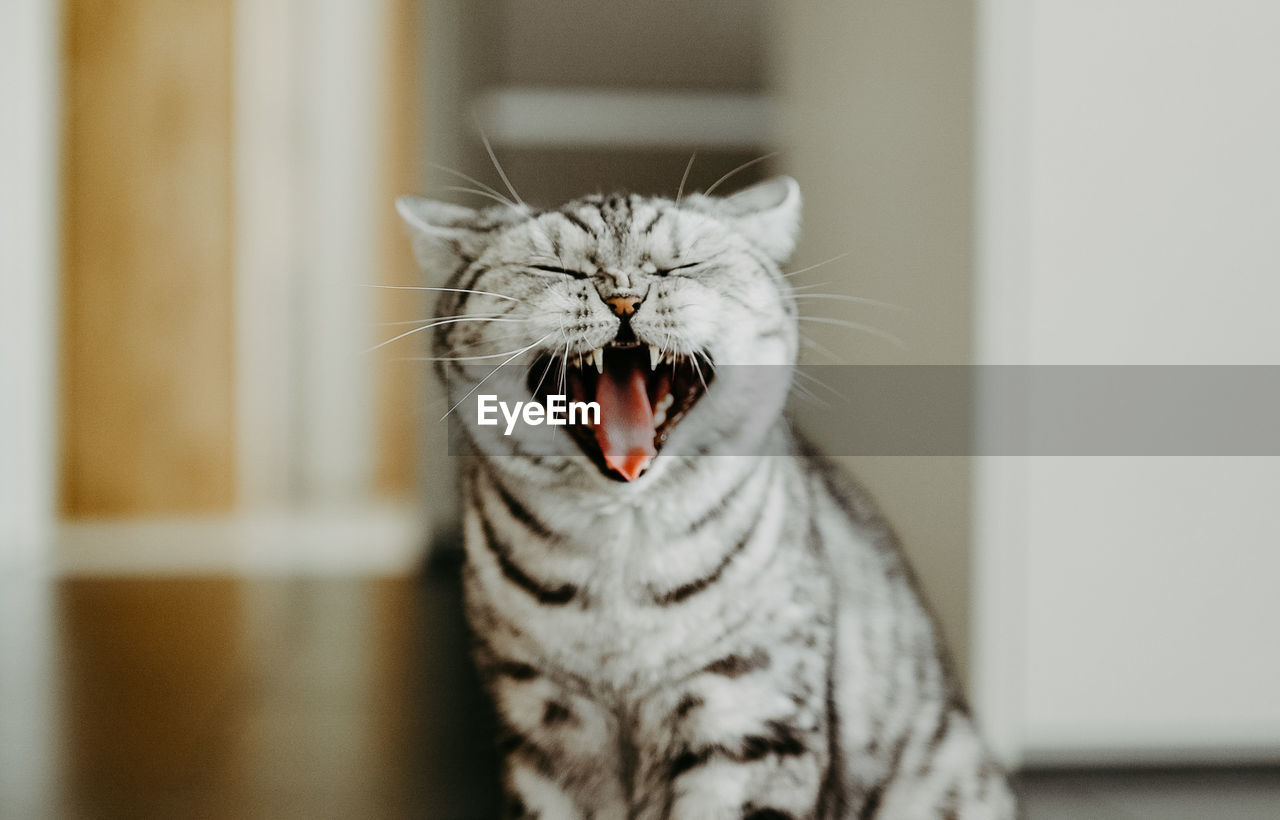 British shorthair cat yawning
