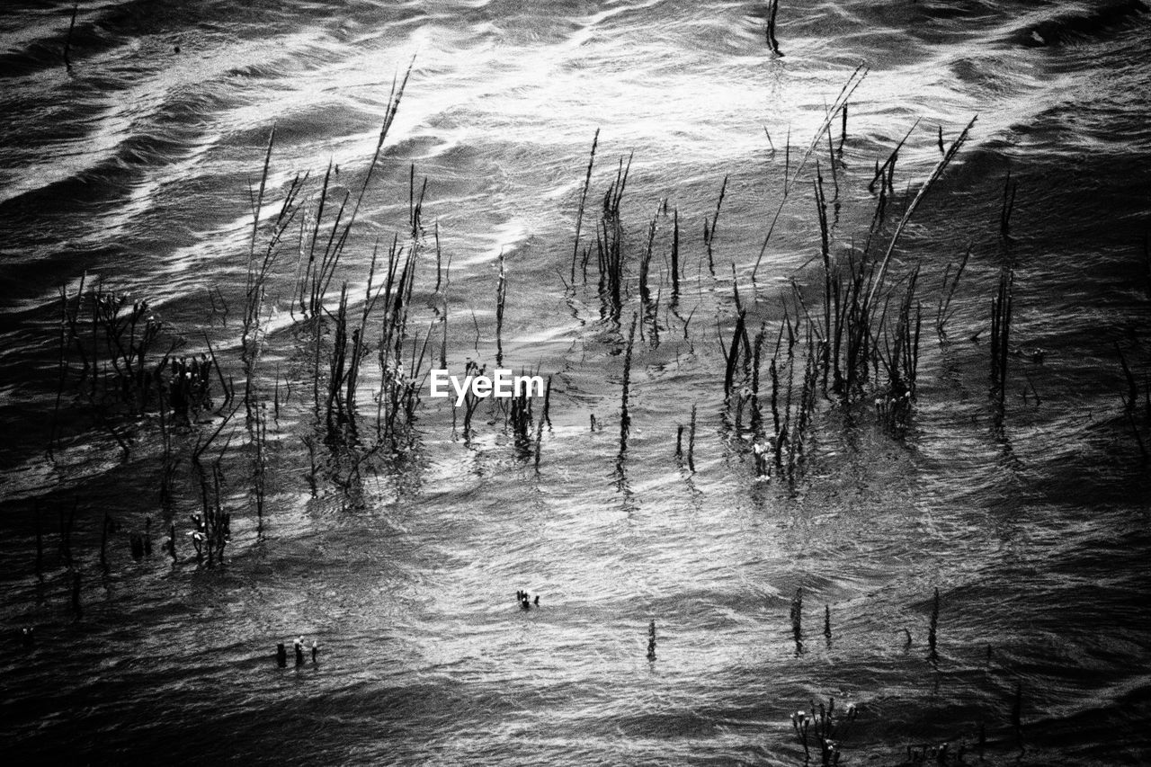 HIGH ANGLE VIEW OF TURTLE SWIMMING IN LAKE