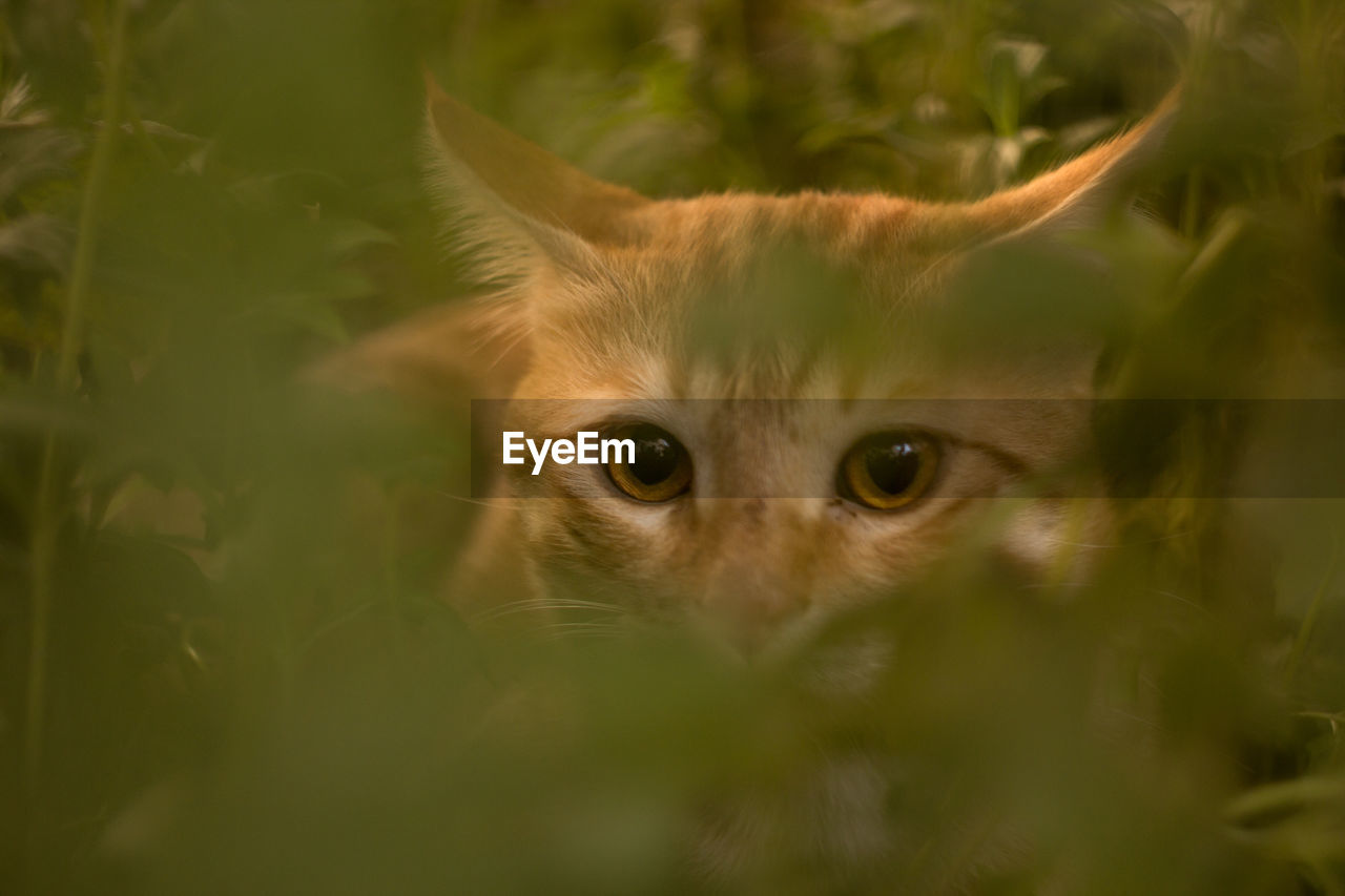 Close-up portrait of cat