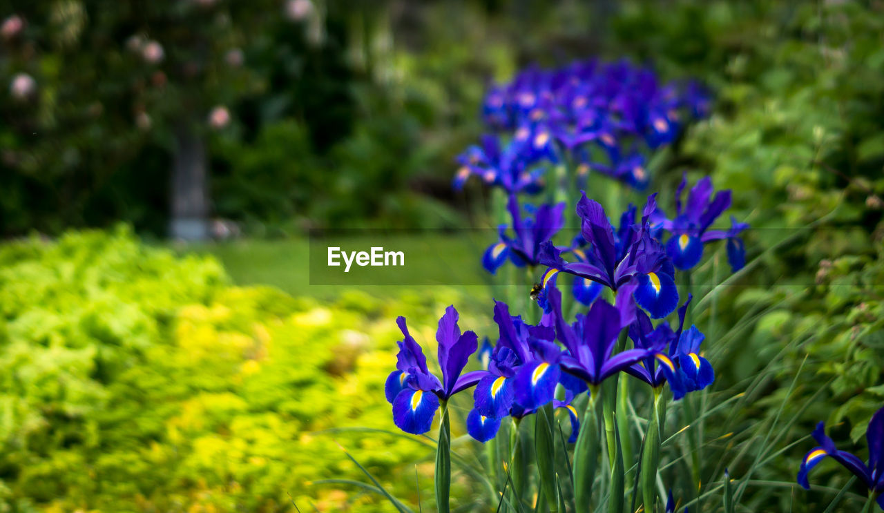 Close-up of purple crocus blooming on field