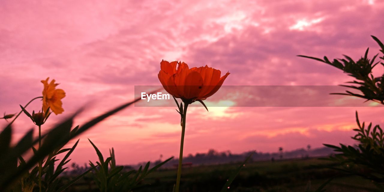 Close-up of pink flowering plants against sky during sunset