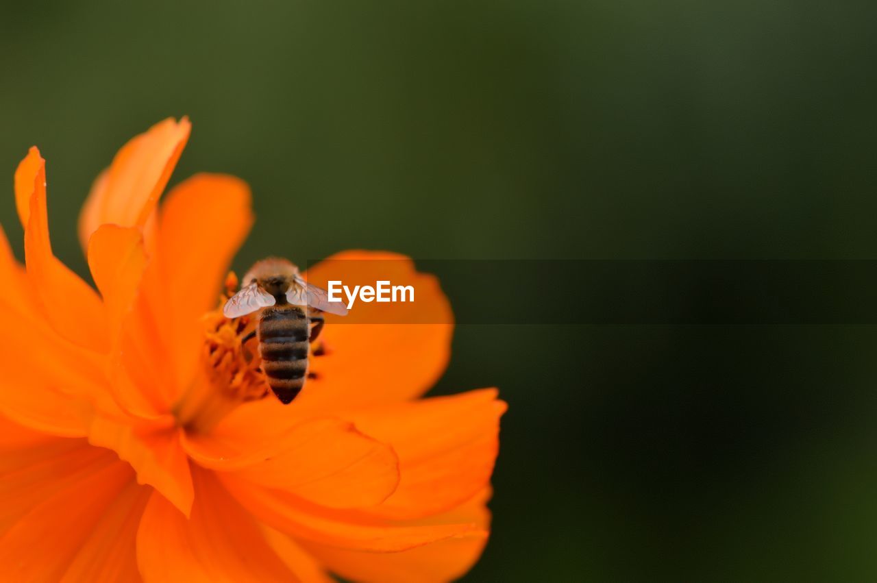 Close-up of bee pollinating on cosmos flower