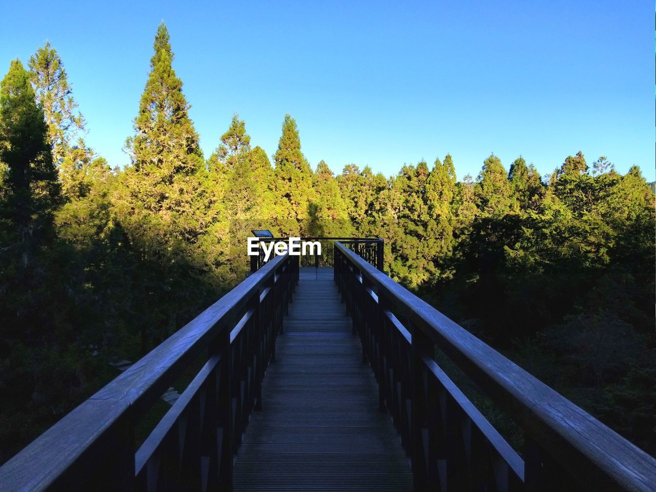 Footbridge amidst trees in forest against clear sky