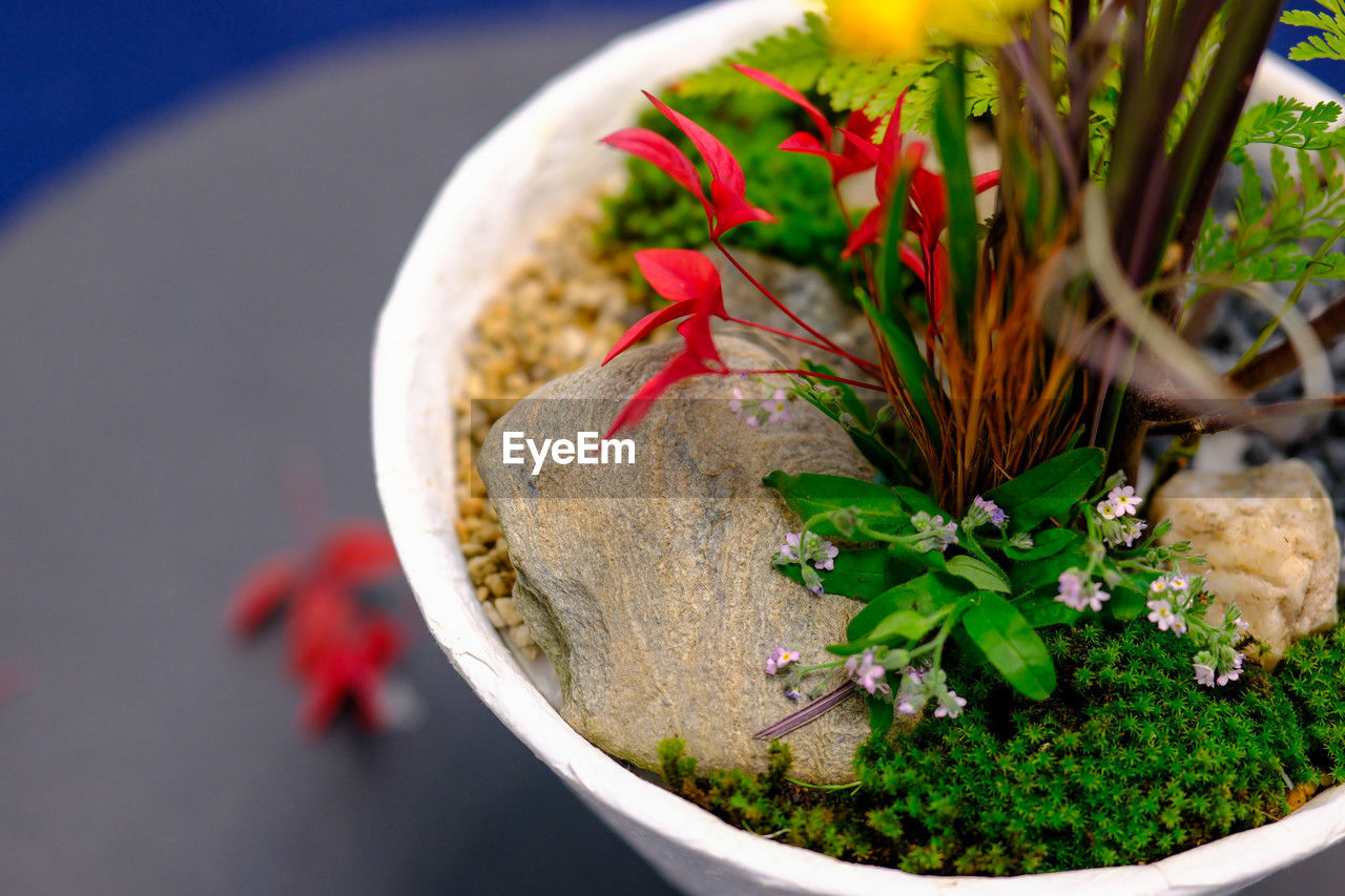 high angle view of potted plant