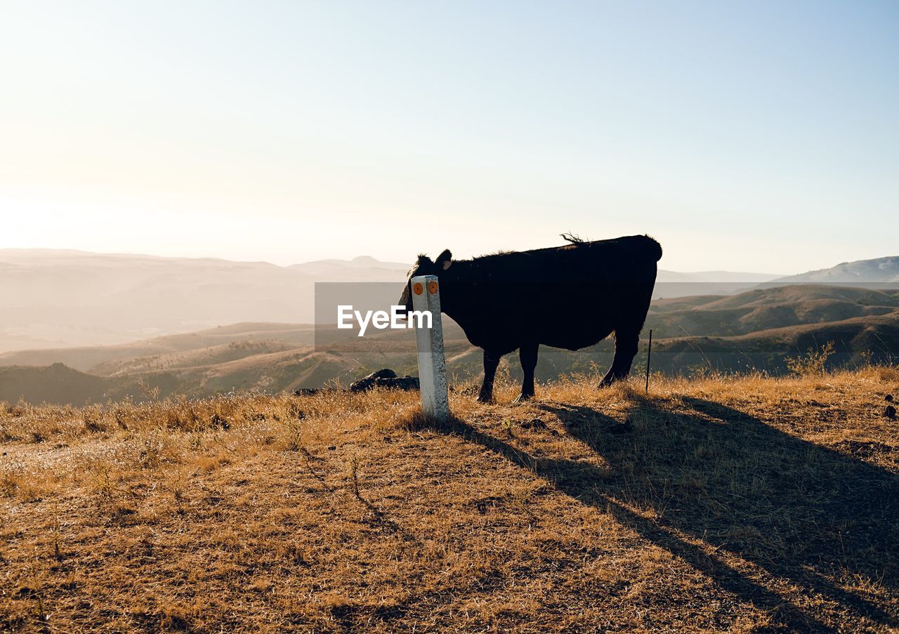 HORSE STANDING ON LANDSCAPE AGAINST SKY