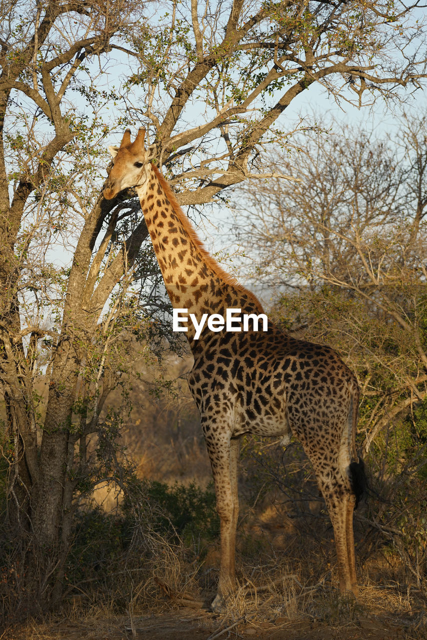 Giraffe in a forest