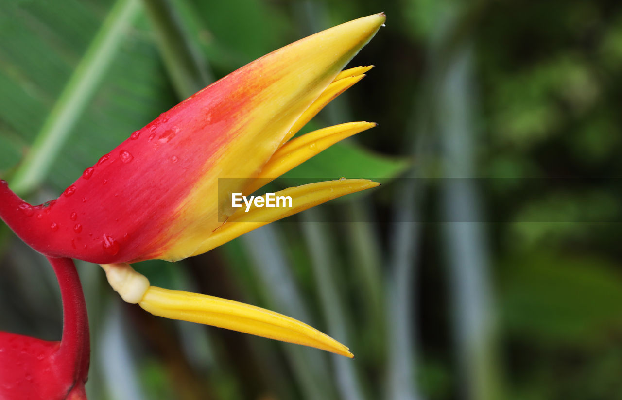 CLOSE-UP OF YELLOW FLOWER