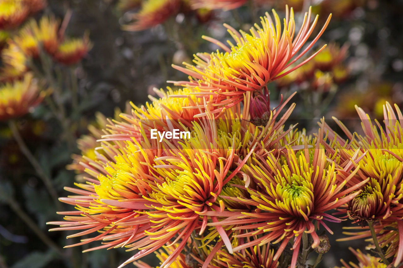 Close-up of flower against blurred background