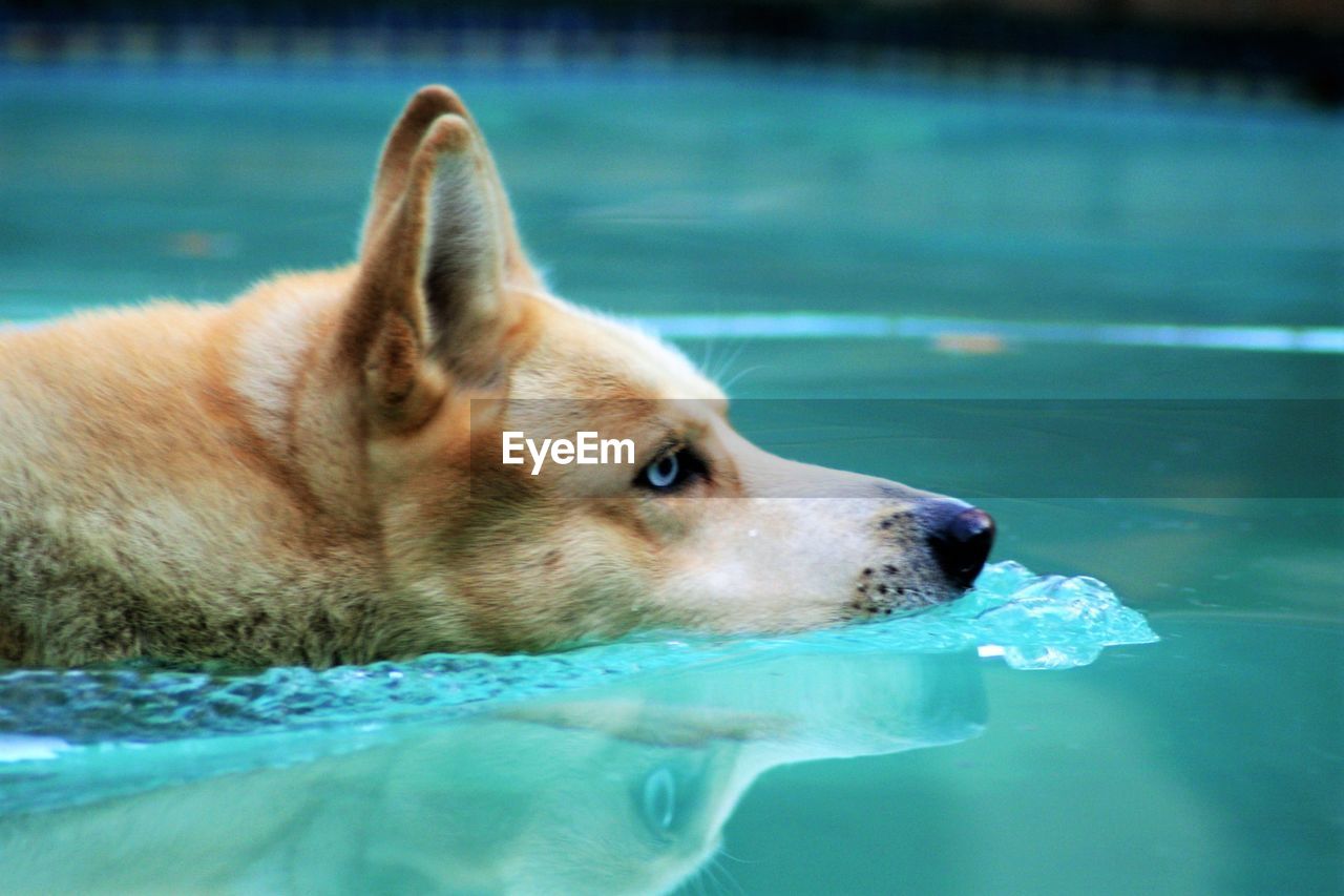 Close-up of siberian husky swimming in pool