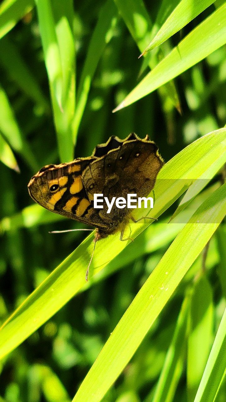 animal themes, animal, animal wildlife, butterfly, insect, one animal, wildlife, green, plant, animal wing, nature, beauty in nature, grass, moths and butterflies, plant part, macro photography, leaf, close-up, flower, animal body part, no people, yellow, outdoors, environment, focus on foreground, perching, side view, summer, day, full length, tropical climate