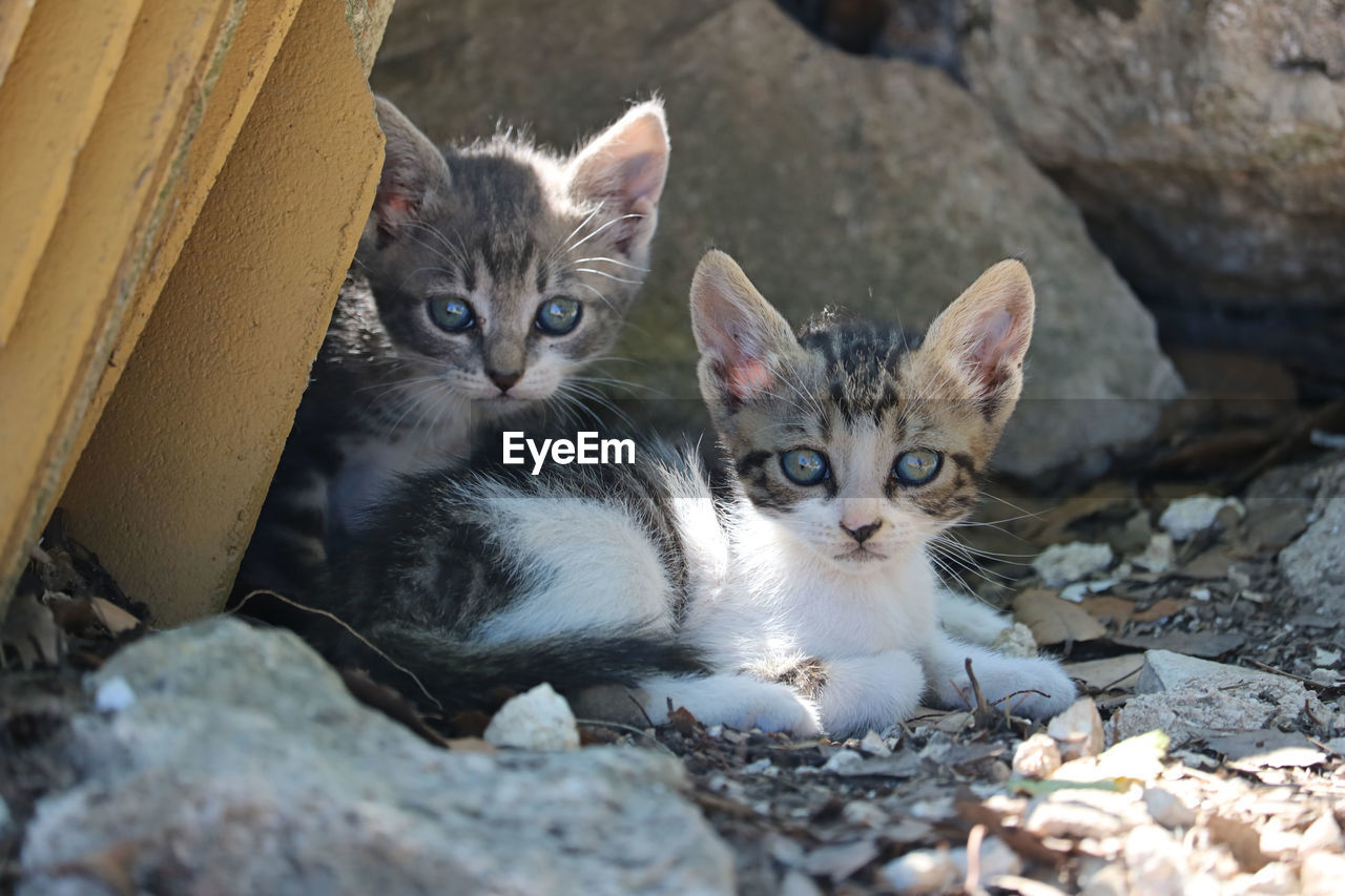 PORTRAIT OF TWO CATS