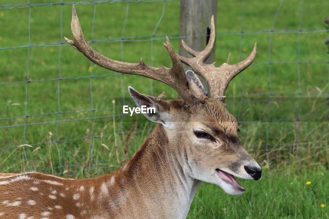 CLOSE-UP OF DEER AGAINST GRASS