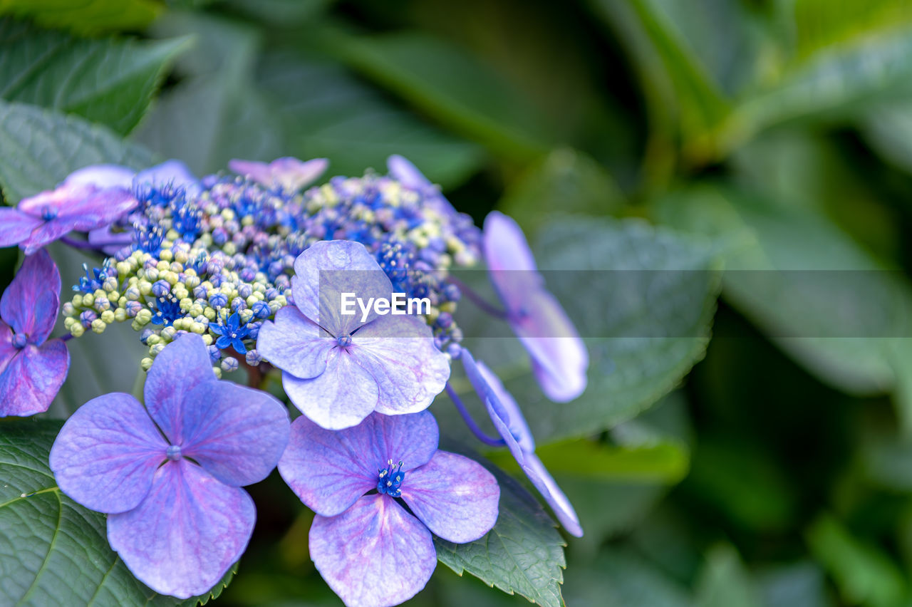 flower, flowering plant, plant, beauty in nature, freshness, nature, plant part, leaf, purple, hydrangea serrata, close-up, hydrangea, growth, flower head, inflorescence, petal, fragility, macro photography, no people, botany, blue, outdoors, lilac, summer, blossom, springtime, green, focus on foreground, food and drink, day