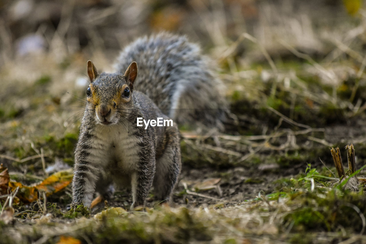 Close-up portrait of squirrel on land